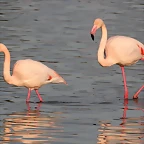 Sigean 26-12-11 1006