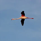 Sigean 26-12-11 1041