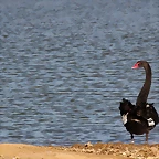 Sigean 26-12-11 704
