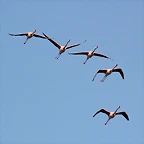 Sigean 26-12-11 813