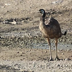 Sigean 26-12-11 745