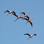 Sigean 26-12-11 814