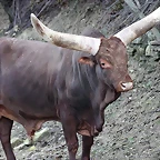 Sigean 26-12-11 901