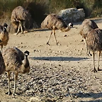 Sigean 26-12-11 736