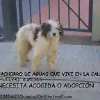 cachorro de 8 meses en la calle HUELVA