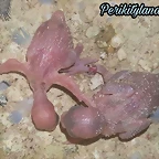 FB_IMG_1533584374393