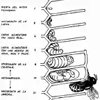 Abejas