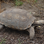 Geochelone denticulata 2 (1-10-23 Zoo de Quito)