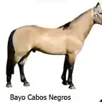 1 Bayo Cabos Negros