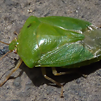 Cuspicona simplex (1-10-23 Zoo de Quito, det yo)