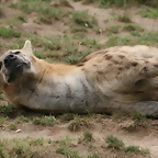 Zoo Leipzig 20-06-11 716