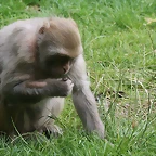 Zoo Leipzig 20-06-11 022