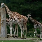 Zoo Leipzig 20-06-11 762