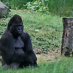 Zoo Leipzig 20-06-11 818