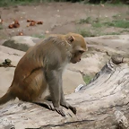 Zoo Leipzig 20-06-11 031