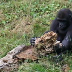 Zoo Leipzig 20-06-11 849