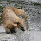 Zoo Leipzig 20-06-11 231