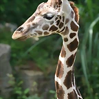 Zoo Leipzig 20-06-11 545