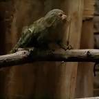 Zoo Leipzig 20-06-11 168
