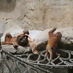 Zoo Leipzig 20-06-11 362