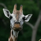 Zoo Leipzig 20-06-11 506
