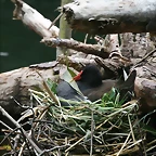 Zoo Leipzig 20-06-11 205