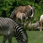 Zoo Leipzig 20-06-11 755