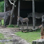 Zoo Leipzig 20-06-11 519