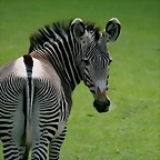 Zoo Leipzig 20-06-11 600