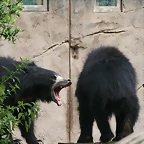 Zoo Leipzig 20-06-11 035