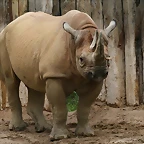 Zoo Leipzig 20-06-11 177