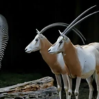 Zoo Leipzig 20-06-11 646