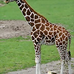 Zoo Leipzig 20-06-11 674