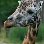 Zoo Leipzig 20-06-11 693