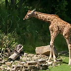 Zoo Leipzig 20-06-11 655