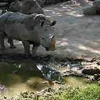 Zoo de Barcelona 20-04-11 151