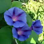 campanillas azules