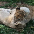 Lion Park 7-03-09 018