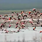 lugares-donde-habitan-flamencos