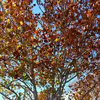 Platanus occidentalis-SAM_3247