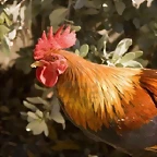 4779610-close-up-of-silvestre-gallo-plumas-con-orange