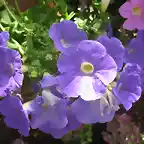 Copia de flores silvestres