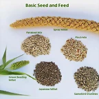 seedfeed