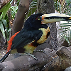 Pteroglossus torquatus (1-10-23 Zoo de Quito, det yo)