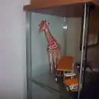 Girafa (27)