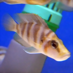 Altolamprologus compressiceps