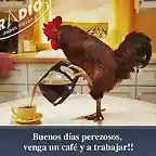 gallo sirve el café