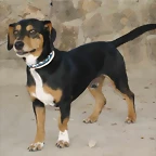 golfo2