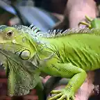 iguana