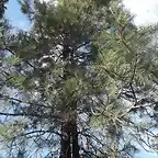 pinus leiophylla